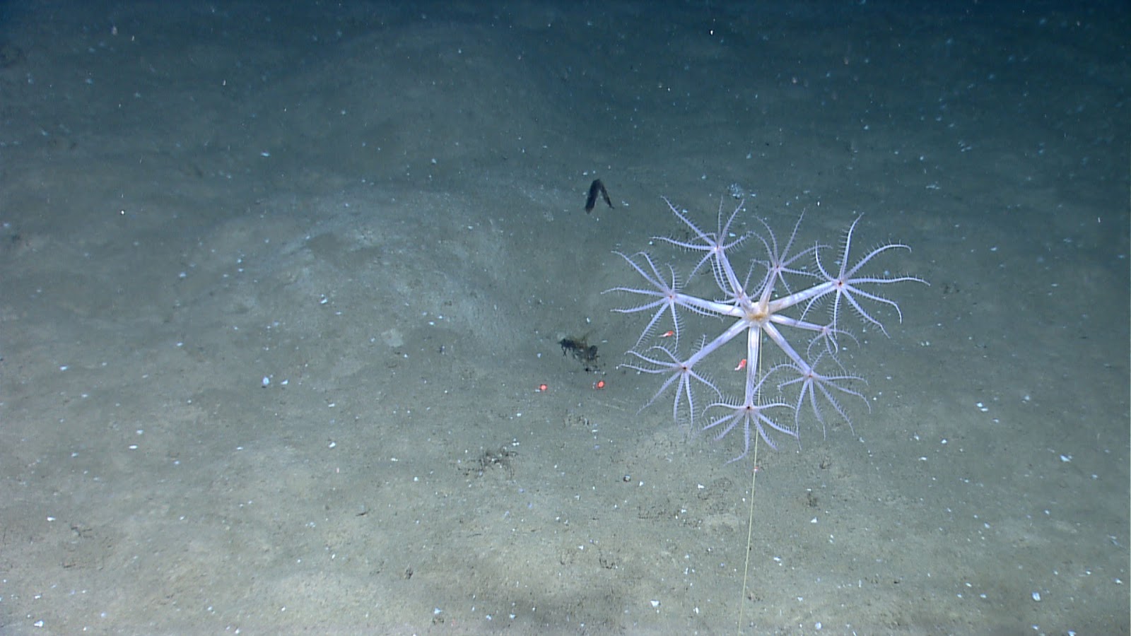 Представитель Семейства Umbellulidae